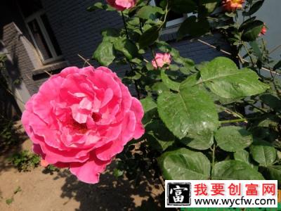 月季花养殖技术