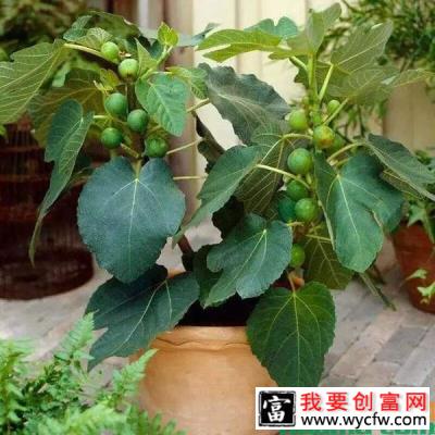 盆栽无花果的高产种植技术