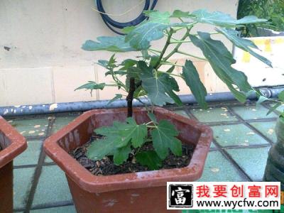 盆栽无花果的高产种植技术