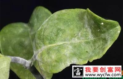 苗木植物常见病害，夏季不预防会后悔