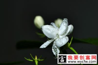 让茉莉爆花和延长花期的方法