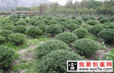 冬青球怎么种植栽培？