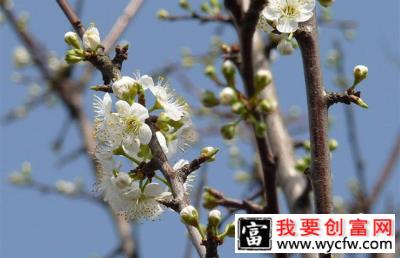 李子树开花期能打药吗？