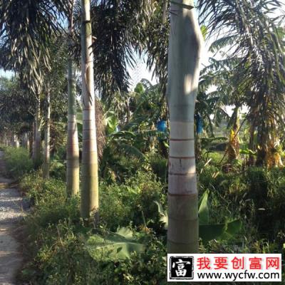 狐尾椰子适合种植在什么样的土壤中？