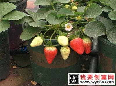 草莓苗种植方法