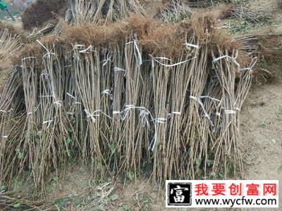 八仙红樱桃苗种植方法