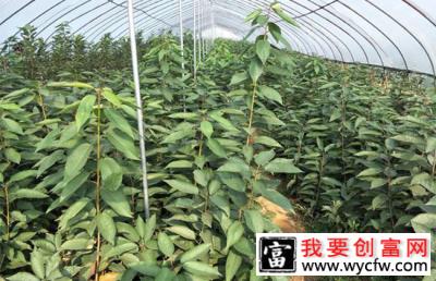 八仙红樱桃苗种植方法