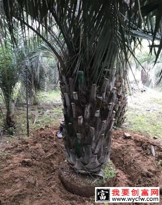 布迪椰子树的修剪方法