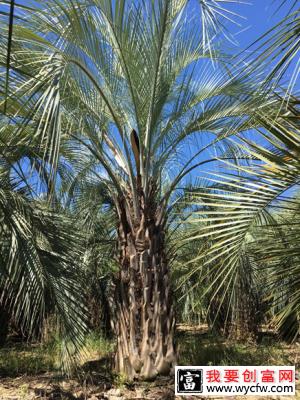 布迪椰子种植基地实拍.jpg