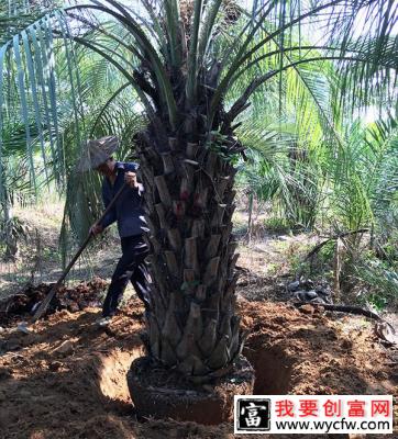 布迪椰子基地实拍