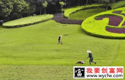 早春草坪看麦娘的防治措施