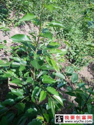 甜樱桃栽植技术