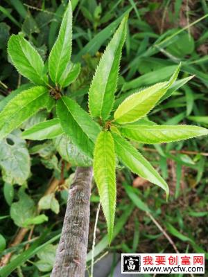 黄蜜大樱桃