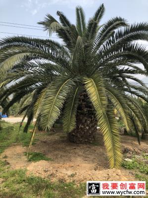 加拿利海枣的种植技术