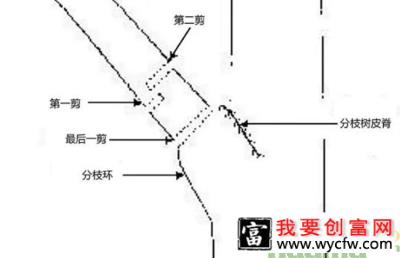 我国园林行业苗木修剪标准