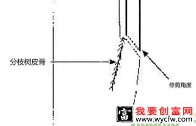 我国园林行业苗木修剪标准