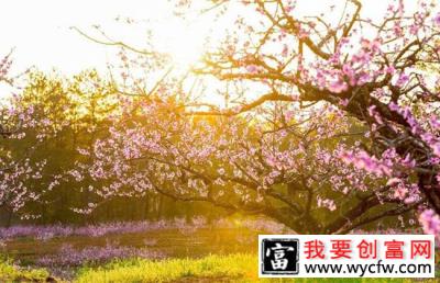 春季栽植桃树的新方法