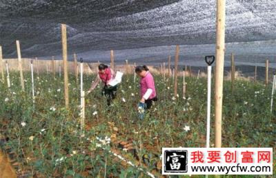 雨季怎么实施园林景观工程？