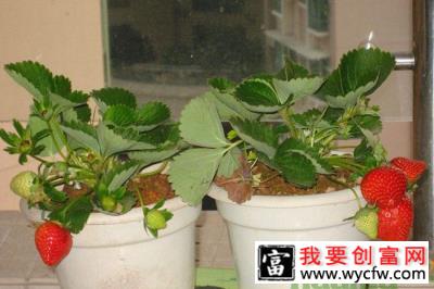 盆栽草莓苗种植方法图示.jpg