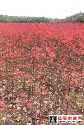 美国红枫小苗基地实拍-12101141.jpg