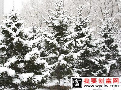 雪松产地实拍图 - 副本.jpg