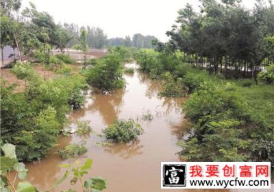 水淹苗圃如何开展自救