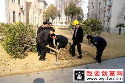 提高苗木移栽成活率的几个常用方法