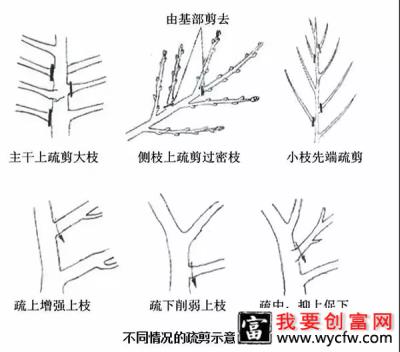 落叶乔木整形修剪技术5.jpg