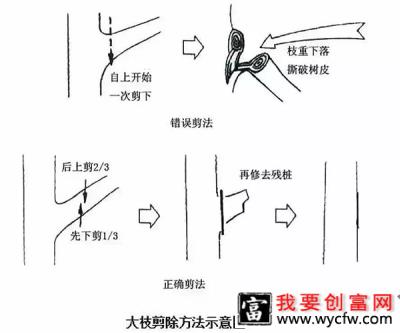 落叶乔木整形修剪技术8.jpg