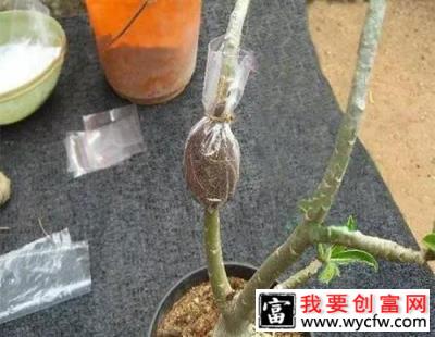 观赏苗木怎么进行分株繁殖和压条繁殖？3.jpg