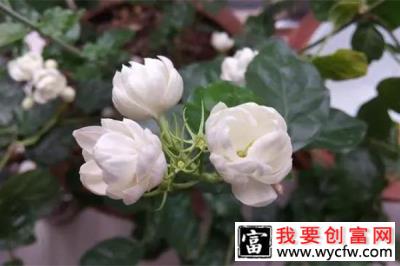 养一盆茉莉花7.jpg