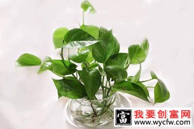 水培植物烂根？加点氧就好了.jpg