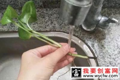 水培植物烂根？加点氧就好了4.jpg