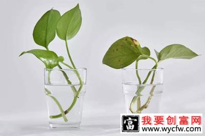 水培植物烂根？加点氧就好了2.jpg