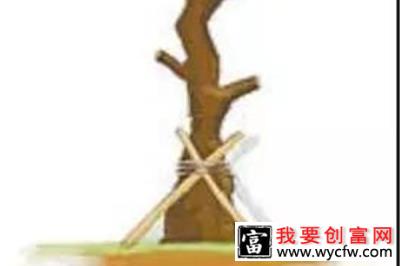 “山竹”过后的树木4.jpg