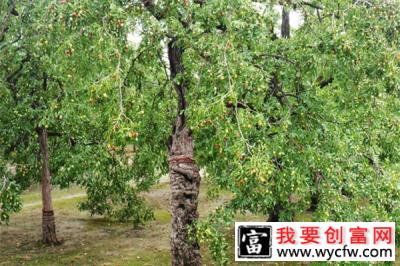 枣树规模化种植提升林木经济