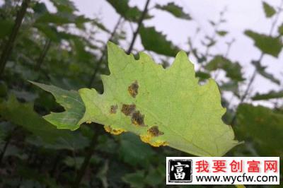 夏季防虫害：花卉苗木锈病的防治方法