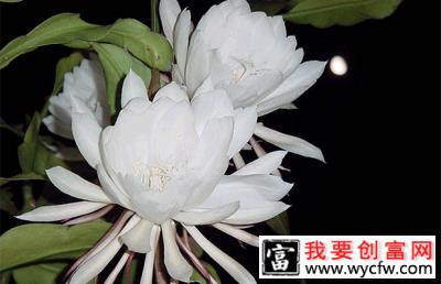 昙花5.jpg