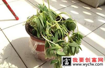 植物萎蔫.jpg