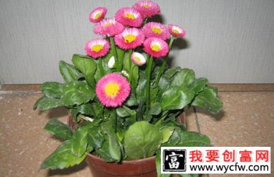 雏菊12.jpg