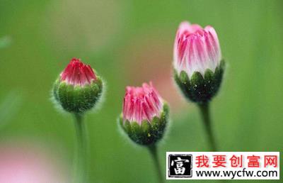 雏菊10.jpg