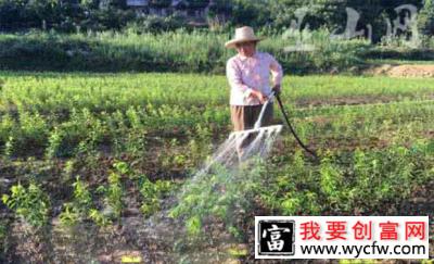 秋季苗圃管理要得当，苗木长势挡不住！