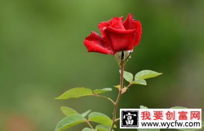 夏季月季花怎么浇水？月季夏季养殖要注意的事