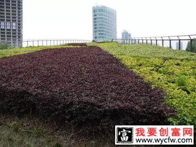 苗木人必看！你想知道的苗木植保问题都在这