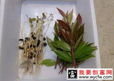 花卉栽培：山茶芽苗砧接技术4.jpg