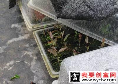 花卉栽培：山茶芽苗砧接技术9.jpg