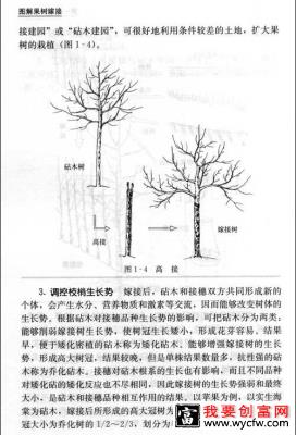 高接换头嫁接技术4.jpg