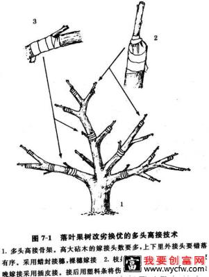 高接换头嫁接技术5.jpg