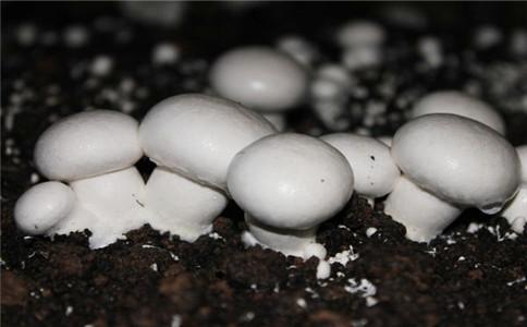 双孢菇——麦粒培养基的配制