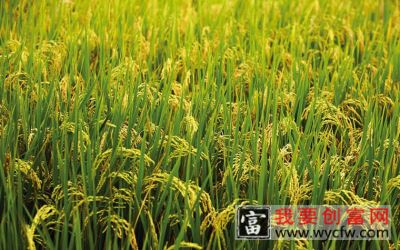 水稻秧田管理技术